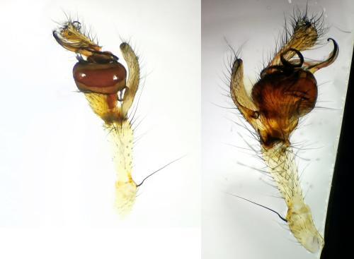 Tetragnatha montana
